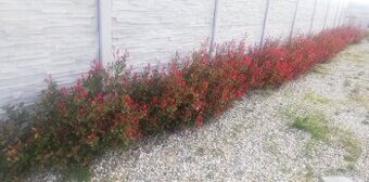 predam/vymenim photinia red robin (červienka )