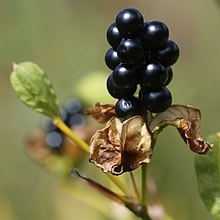 BIO ANGINOVNÍK - rastlina alebo semienka