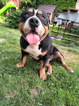 American bully