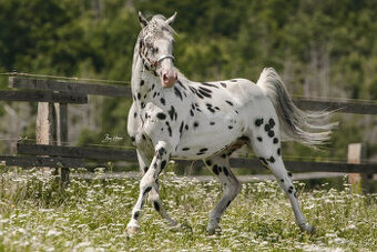 Appaloosa Black Leopard – pripúšťanie