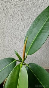 Ficus Elastica longifolia / Fikus / Gumovník