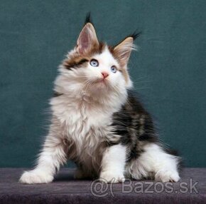 Dostupné mačiatka Maine Coon