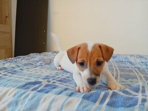 Predám šteniatka Jack Russella