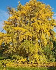 Strom Ginko - sadenice cca 110cm