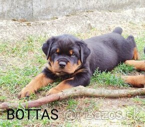 Rottweiler - šteniatka s preukazom pôvodu