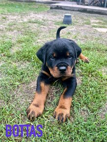 Rottweiler - šteniatka s preukazom pôvodu