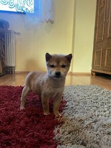 Šteniatka Shiba Inu