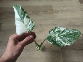 Monstera Albo Variegata - vrchol