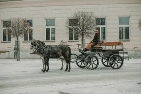 Predám koč