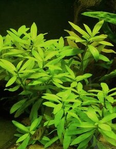 Hygrophila polysperma