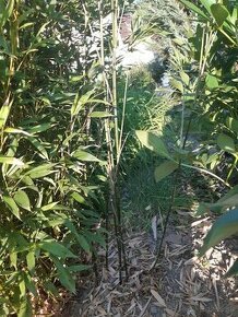 Bambus Phyllostachys bissetii