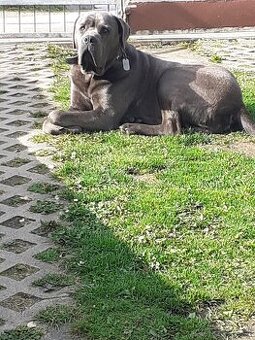 Darujem cane corso