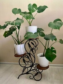 Monstera - rastlina