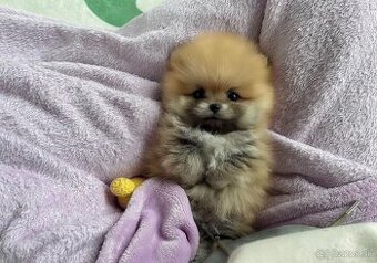 Pomeranian extra mini