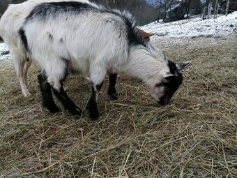 kastrovaný capko cca 16-17kg veľkonočný stôl