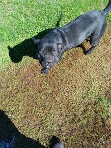 Predám fenku cane corso