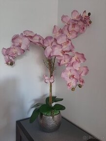 Dekoratívna orchidea zamatová