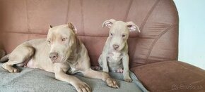 Americký pitbulterier pitbul pitbull silver fawn rarita