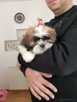 Shi-tzu, Shitzu