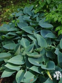 Hosta tmavozelená - 1