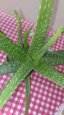 Aloe vera a sukulenty - 1