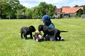 Cane Corso štěňátka s PP FCI