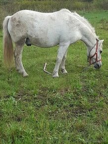 Predam jazdecku welsh pony valach