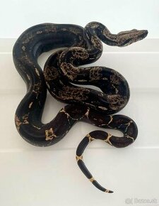 Boa Constrictor iMG 1.0 - 66% dh vpi snow - 1