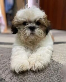 Shi-tzu