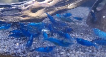 Neocaridina davidi Blue dream