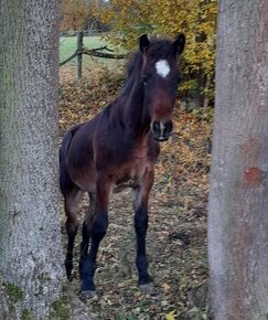 WELSH COB HŘEBEČEK ihned k odběru