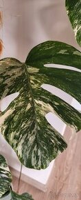 Monstera albo variegata