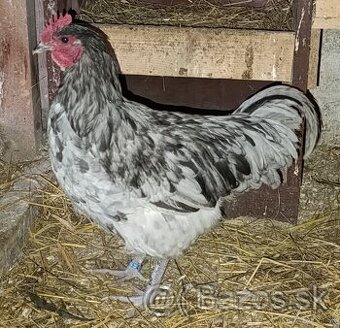 Australorp splash