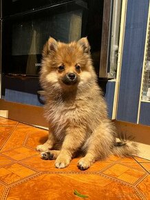 Pomeranian