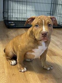 American Bully - 1