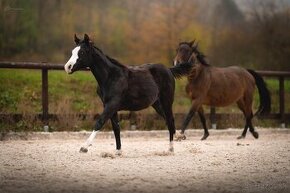 Letošní American Quarter Horse black klisna, vnučka Gunnera