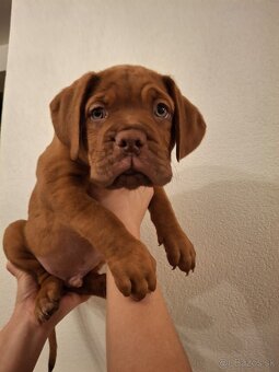 Bodeauxska Doga - Dogue de bordeaux