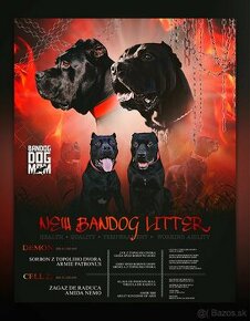 American Bandog s PP - 1