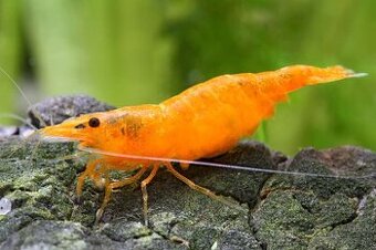 Predám krevetky Neocaridina Orange Sunkit grade SS