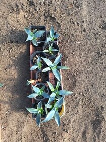 kaktus agave - 1