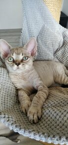 Devon rex s PP