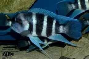 Cyphotilapia Gibberosa Blue Zaire Lupota F1