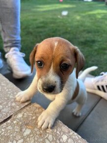 Jack Russel terier