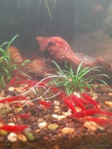 Krevetky neocaridina bloody mary - 1