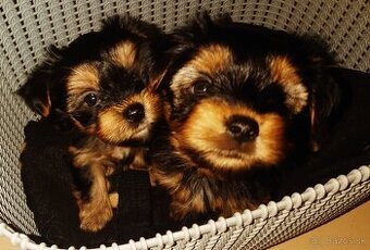 Yorkshire terrier mini-steniatka