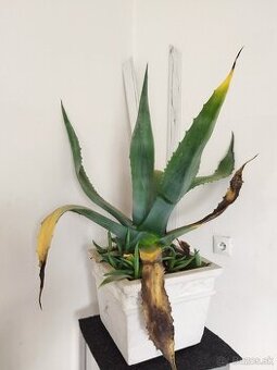 Aloe vera