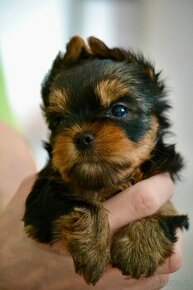 Yorkshire Terrier s PP (FCI)