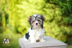 Biewer Yorkshire  Terrier s PP