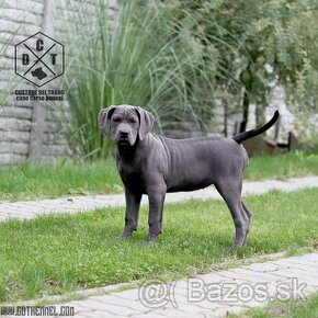 Cane corso s pp