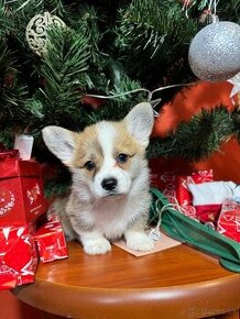 Welsh corgi pembrok